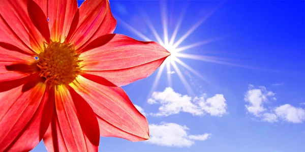 Dahlia on background sun — Stock Photo, Image