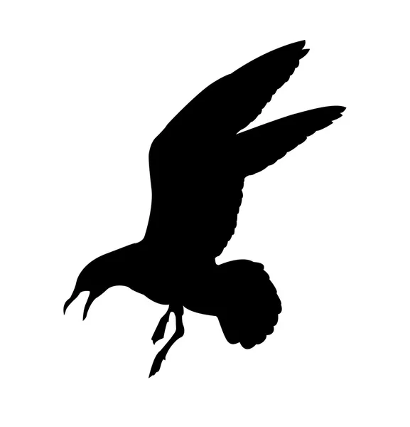 Sea gull — Stockový vektor