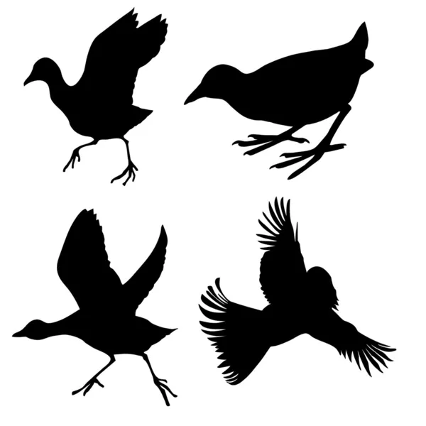 Fåglar — Stock vektor