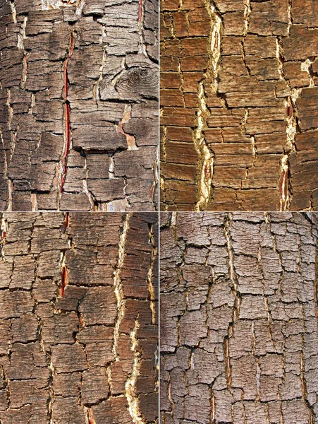 Stárnutí kůra stromu — Stock fotografie
