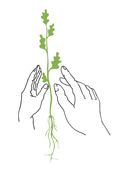 Rostliny v ruce — Stockový vektor