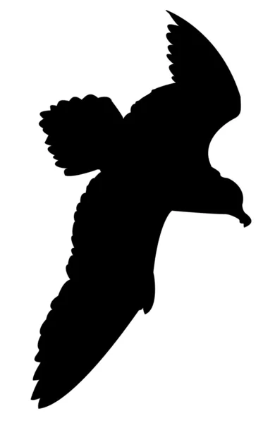 Goéland marin — Image vectorielle