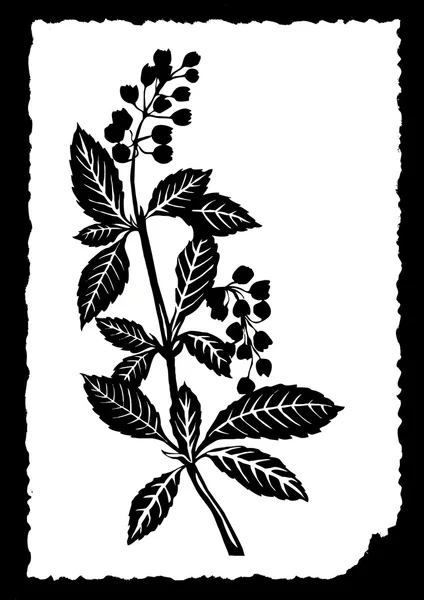Plante sur papier blanc — Image vectorielle