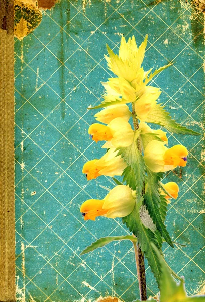 Grunge flora fundo — Fotografia de Stock