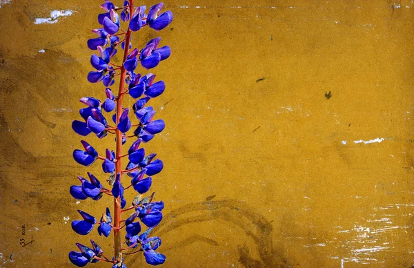Grunge flora bakgrund — Stockfoto