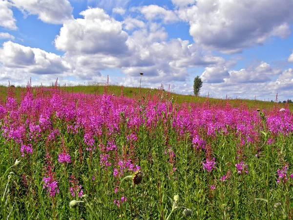 Flores de lila en el campo —  Fotos de Stock