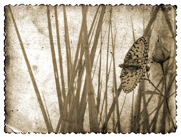 Grunge floral background — Stock Photo, Image