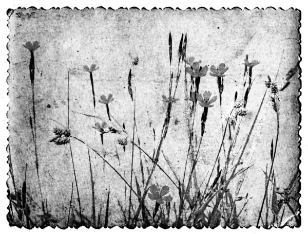 Grunge floral background — Stock Photo, Image
