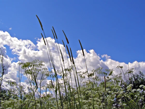 Έλος βότανο για φόντο μπλε ουρανό — Φωτογραφία Αρχείου