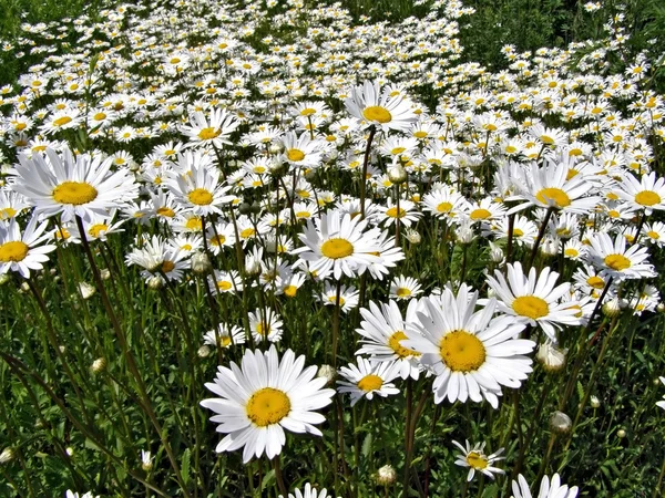 Daisywheels op veld — Stockfoto