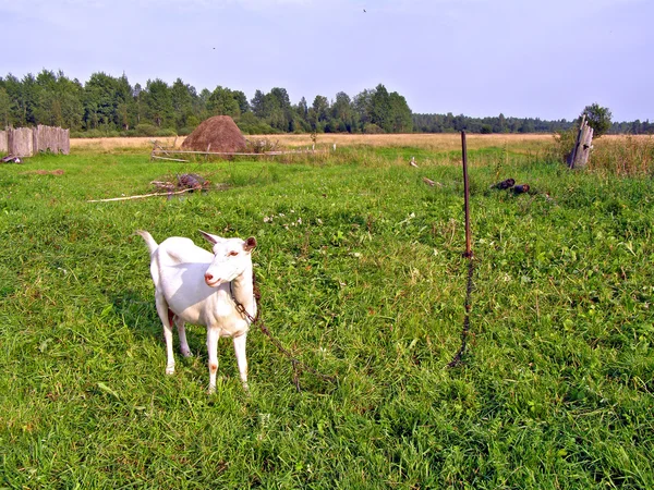 Blanqueando cabra niñera en el campo verde — Foto de Stock