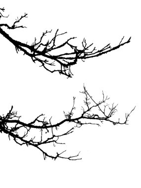 Branch tree clipart