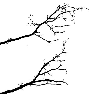 Branch tree clipart