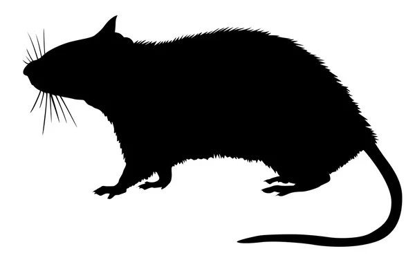 Szczur. — Wektor stockowy