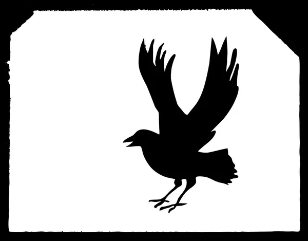 Cuervo — Vector de stock