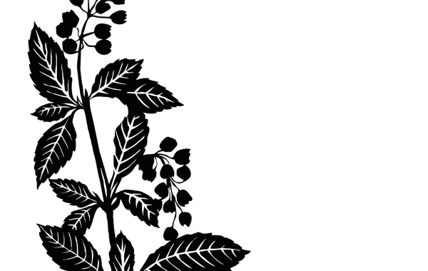 Φύλλο φυτών — Διανυσματικό Αρχείο