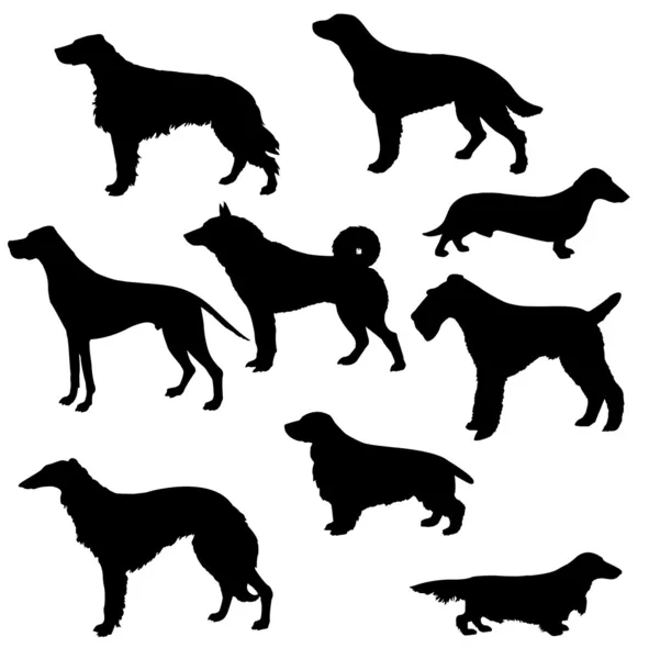 Sorts hunt dogs — Stock Vector