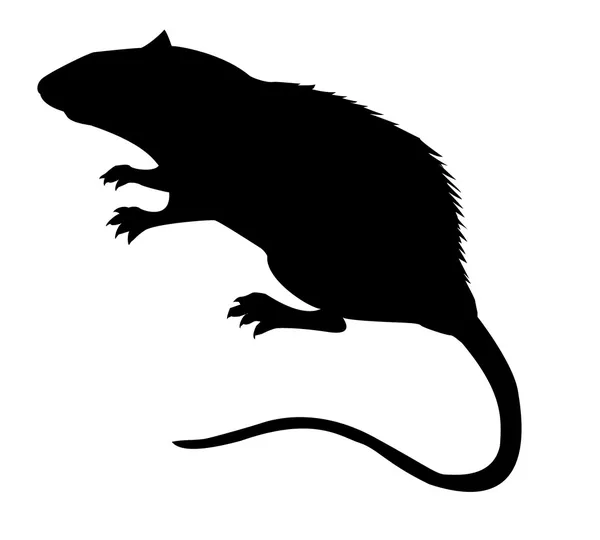 Rat. — Stockvector