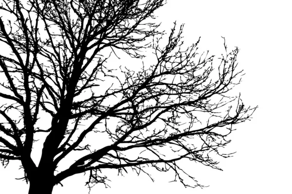 Silhouette tree — Stock Vector