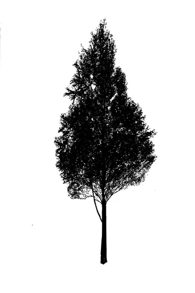 자작나무 — 스톡 벡터