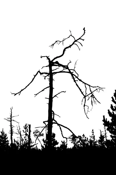 Suchý strom — Stockový vektor