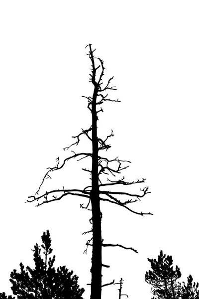 Suchý strom — Stockový vektor