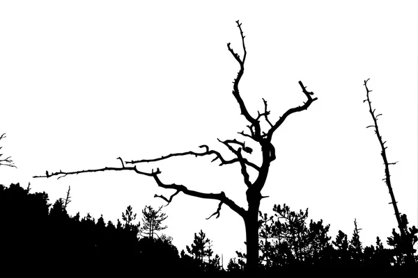 Torrträd — Stock vektor