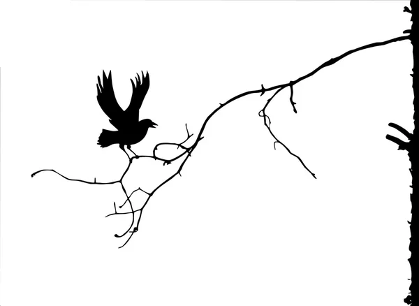 Pájaro en rama — Vector de stock
