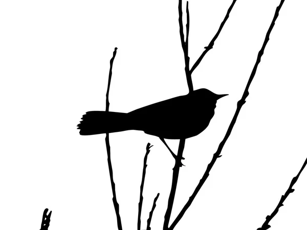 Pájaro en rama — Archivo Imágenes Vectoriales