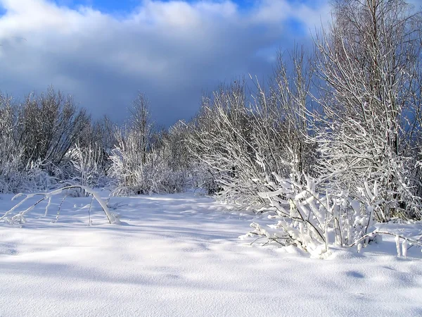 Madera de invierno después de tormenta de nieve — Foto de Stock