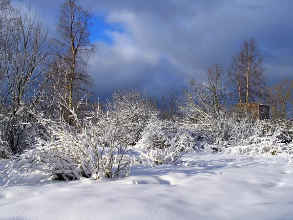 Winterholz nach Schneesturm — Stockfoto