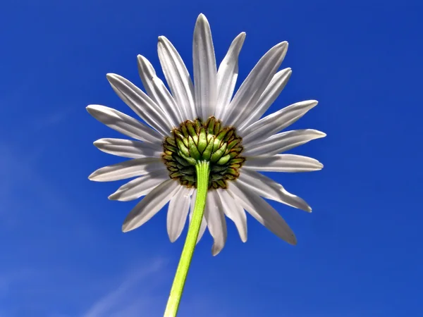 Virág daisywheel, a háttér kék ég — Stock Fotó