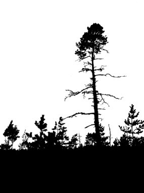 Old pine wood clipart