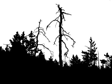 Vector silhouette dry tree in wild wood clipart