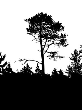 Old pine clipart