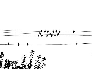 Birds to waxwings on wire clipart