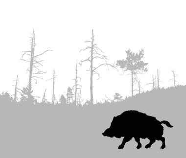 Wild boar clipart