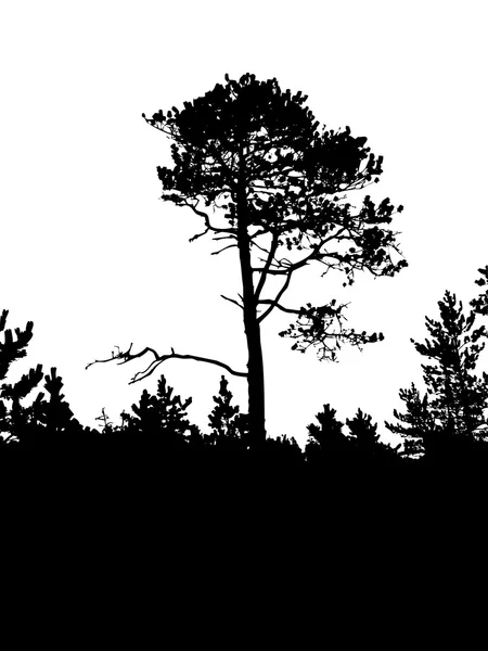 Staré borovice — Stockový vektor