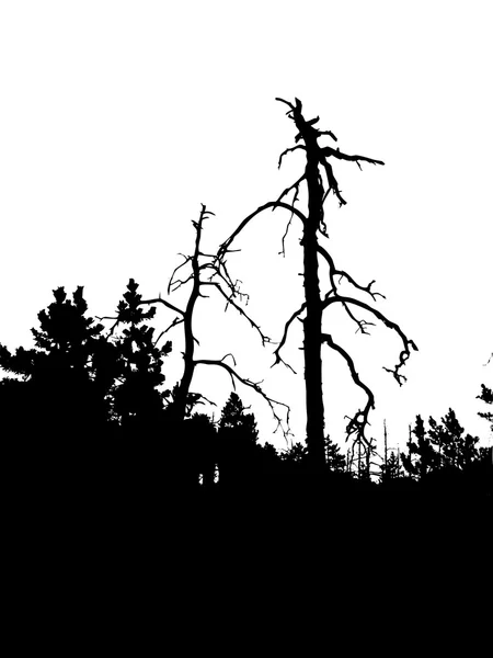Silhouette vettoriale albero secco in legno selvatico — Vettoriale Stock