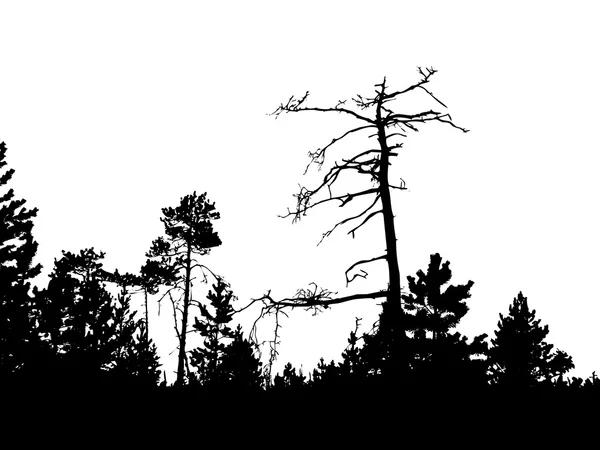 Silhouette del vecchio pino — Vettoriale Stock