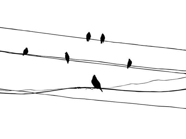 Fåglar att Sidensvansar på tråd — Stock vektor