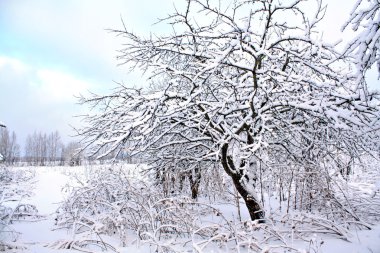 Winter landscape clipart