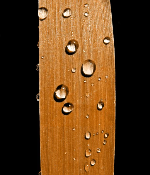 Dripped rain on sedge — Stock Photo, Image