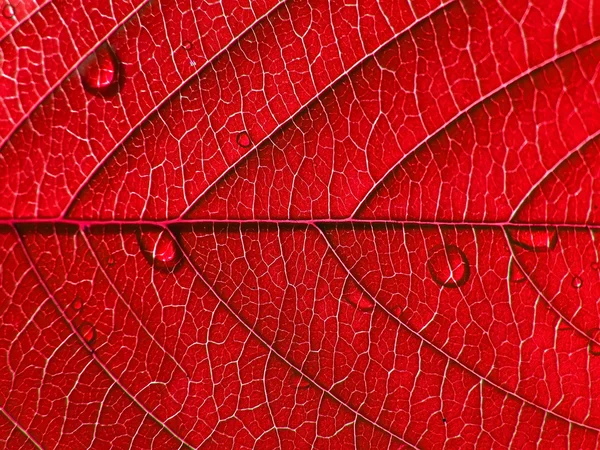 Абстрактное дерево листов — стоковое фото