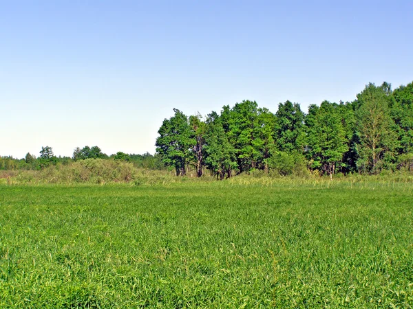 Zomer landschap — Stockfoto