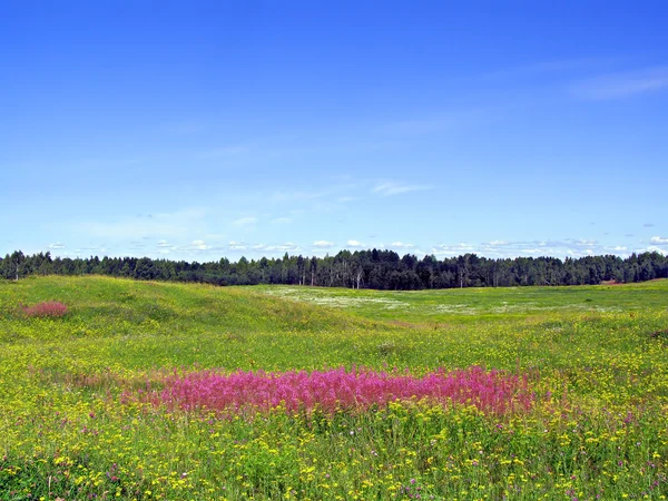 Summer landscape — Stock Photo, Image