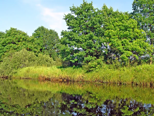 Zomer landschap — Stockfoto