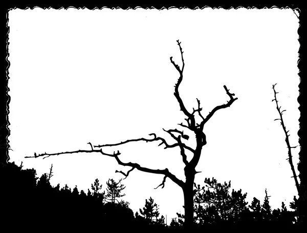 Vektör yaşlı ağaç yırtık sayfa üzerinde çizim — Stok Vektör