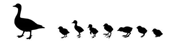 Vektorové siluetu kachna s mládě na bílém pozadí — Stockový vektor