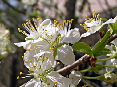 flowerses Erik